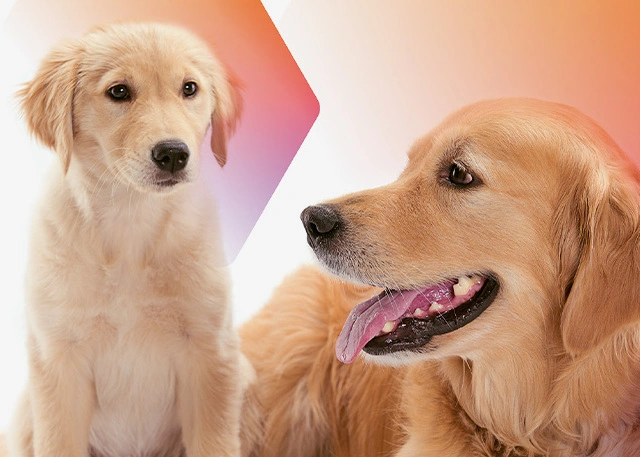 Mobility Ambassador Program